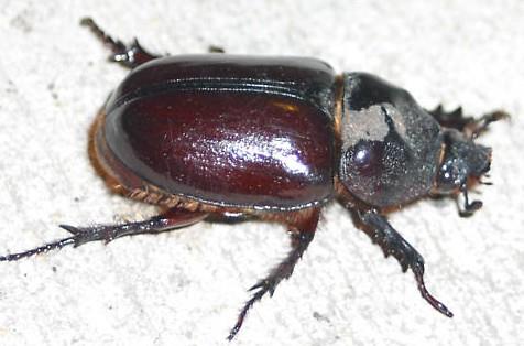ox beetle